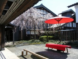 枝垂れ桜